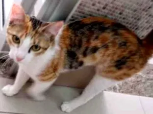 Gato raça Vira lata  idade 7 a 11 meses nome Juju
