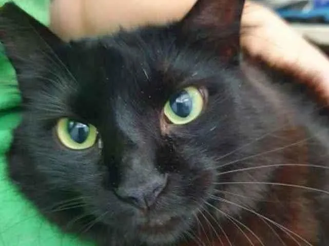 Gato raça Vira lata  idade 3 anos nome Anastacia 