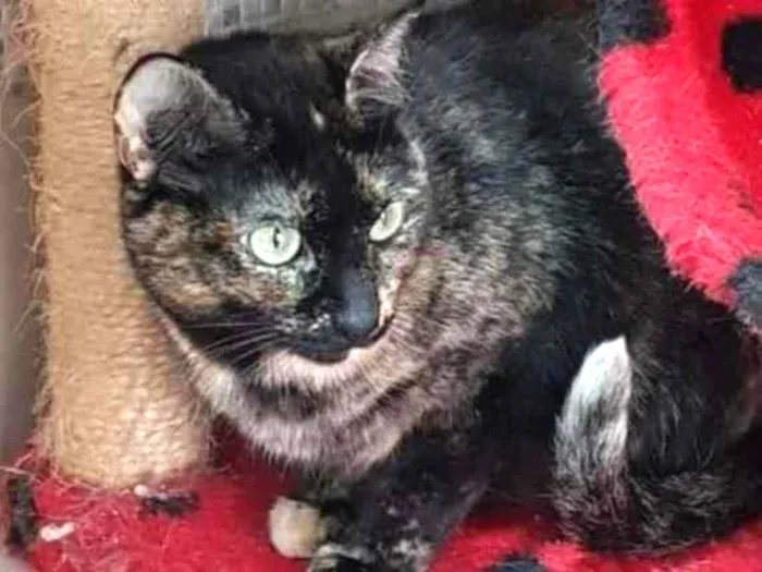 Gato raça Vira lata  idade 3 anos nome Zinha 