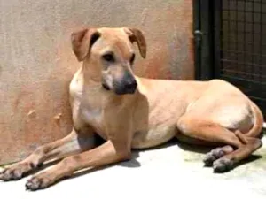 Cachorro raça Vira lata  idade 1 ano nome Alvaro 
