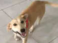 Penélope