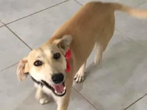 Cachorro raça SRD-ViraLata idade 1 ano nome Penélope