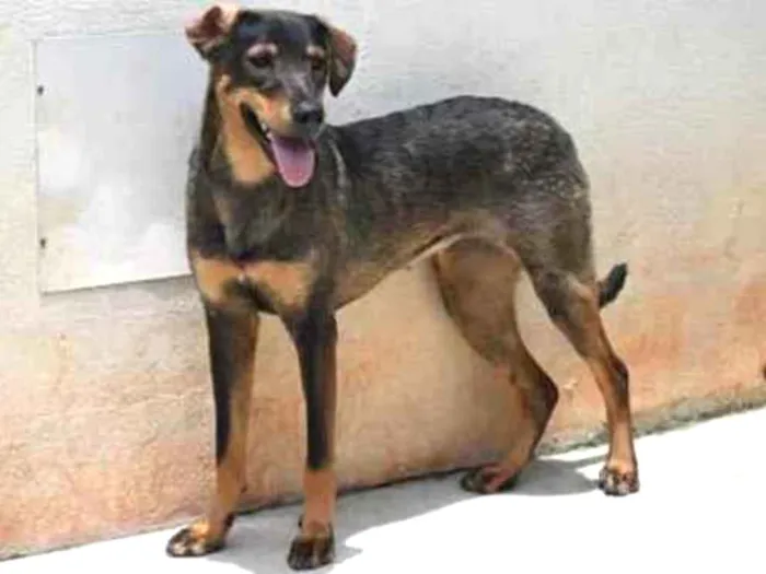 Cachorro raça Vira lata  idade 1 ano nome Mary