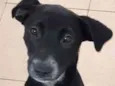 Cachorro raça Vira lata  idade 7 a 11 meses nome Bebel