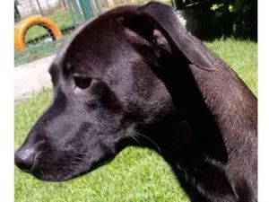Cachorro raça Mestiça galgo  idade 1 ano nome Lilith 