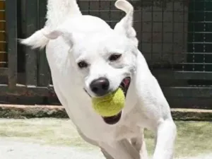 Cachorro raça Mestiço labrador idade 3 anos nome Ras
