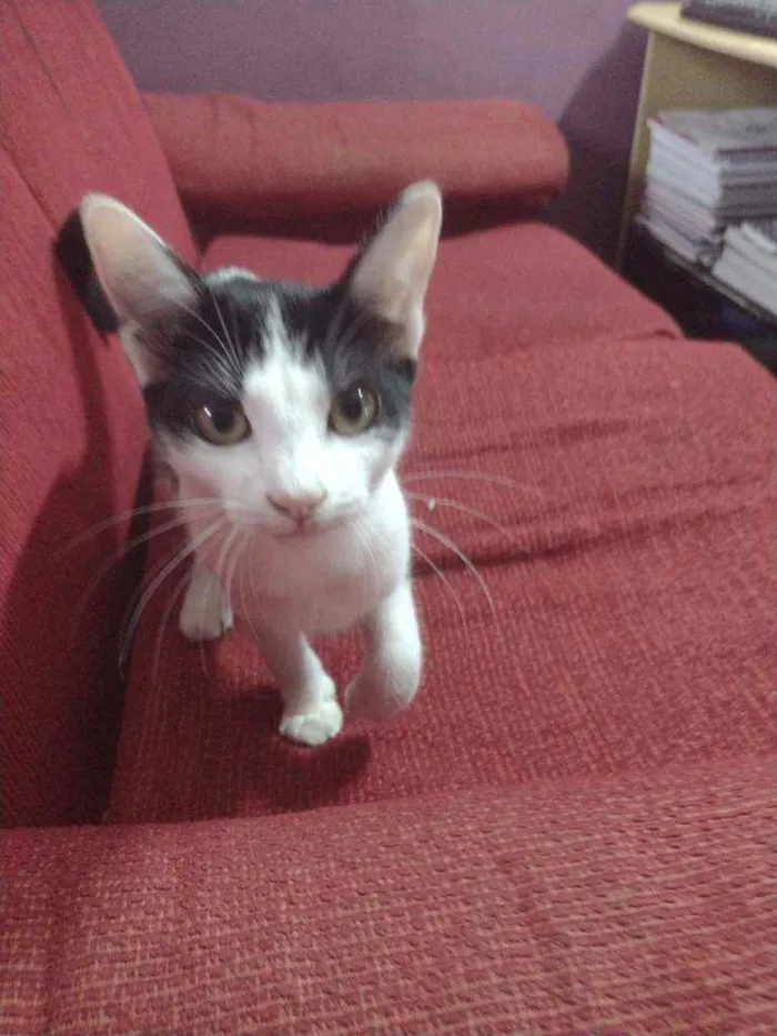 Gato ra a  idade 7 a 11 meses nome Nami
