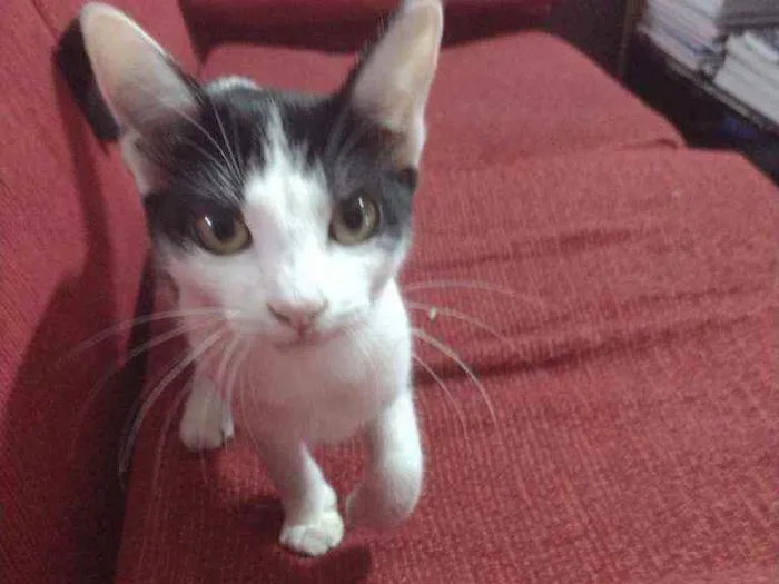 Gato ra a  idade 7 a 11 meses nome Nami