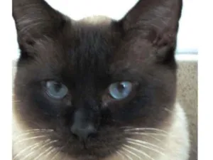 Gato raça Sianes idade 3 anos nome Tarzan