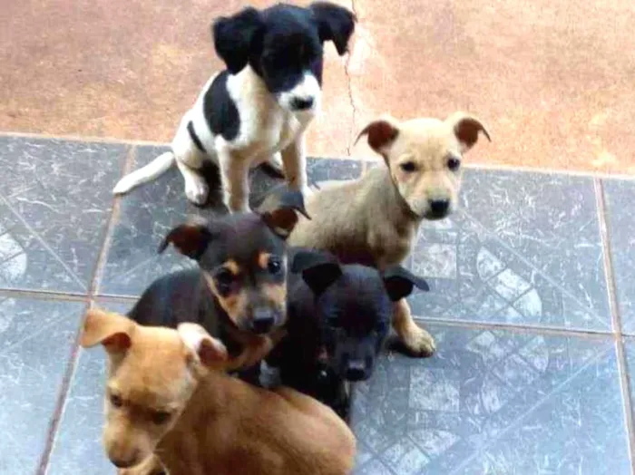 Cachorro raça  idade 2 a 6 meses nome S/n