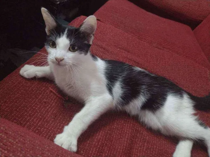 Gato ra a  idade 7 a 11 meses nome Nami