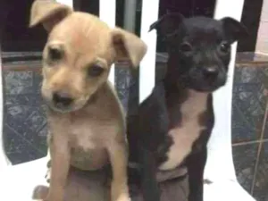 Cachorro raça  idade 2 a 6 meses nome S/n