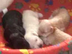 Cachorro raça Mestiço cocker idade Abaixo de 2 meses nome Filhotes