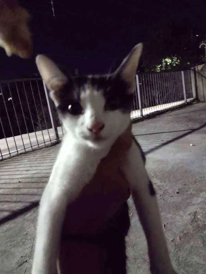 Gato ra a  idade 7 a 11 meses nome Nami