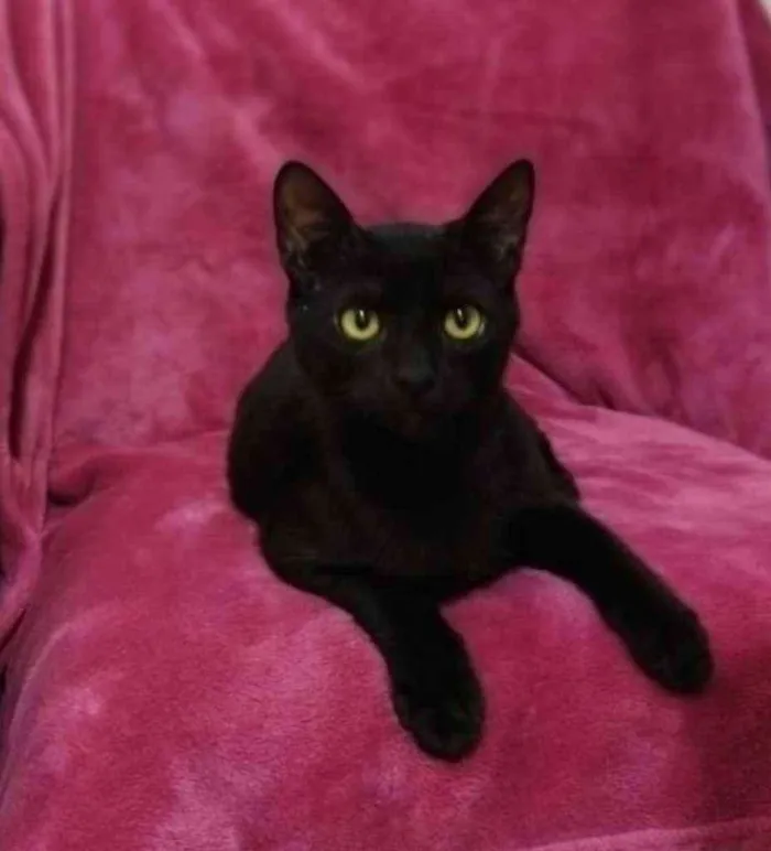 Gato ra a SRD idade 2 a 6 meses nome OREO 