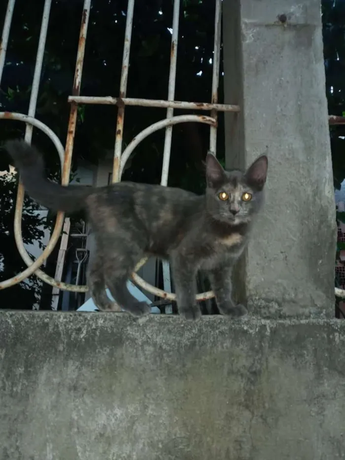 Gato ra a Srd idade 2 a 6 meses nome Bel