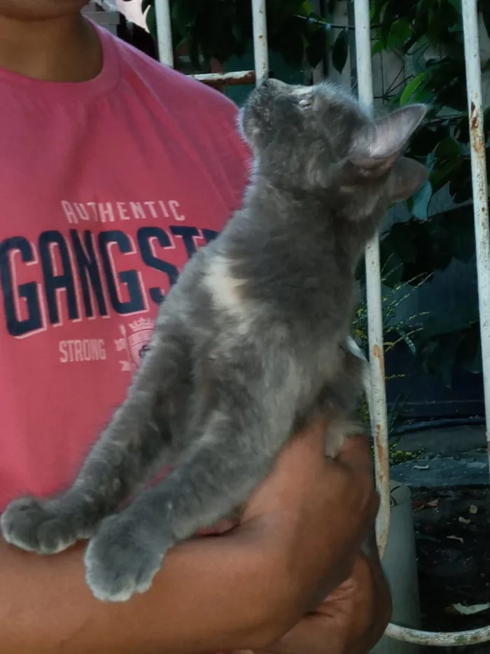 Gato ra a Srd idade 2 a 6 meses nome Bel