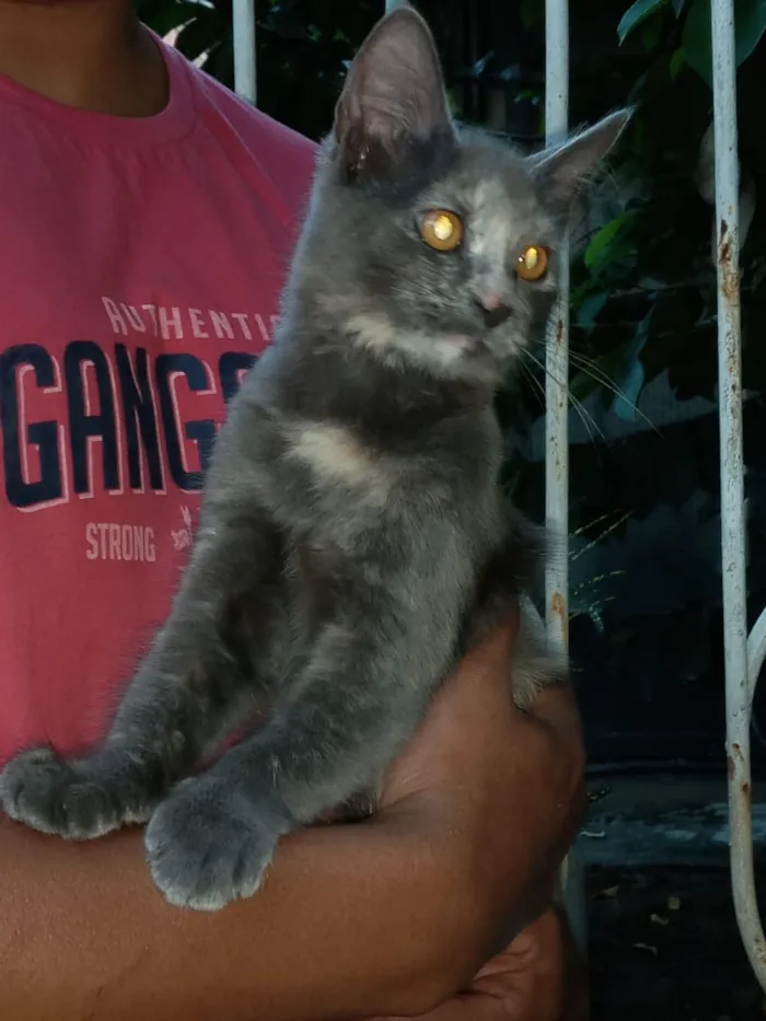 Gato ra a Srd idade 2 a 6 meses nome Bel