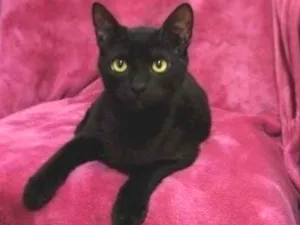 Gato raça SRD idade 2 a 6 meses nome OREO 