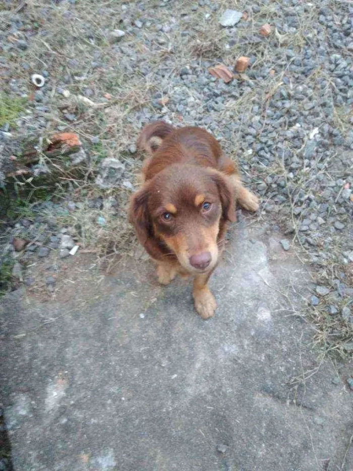 Cachorro ra a Vira lata  idade 1 ano nome Mel 
