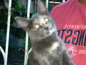 Gato raça Srd idade 2 a 6 meses nome Bel