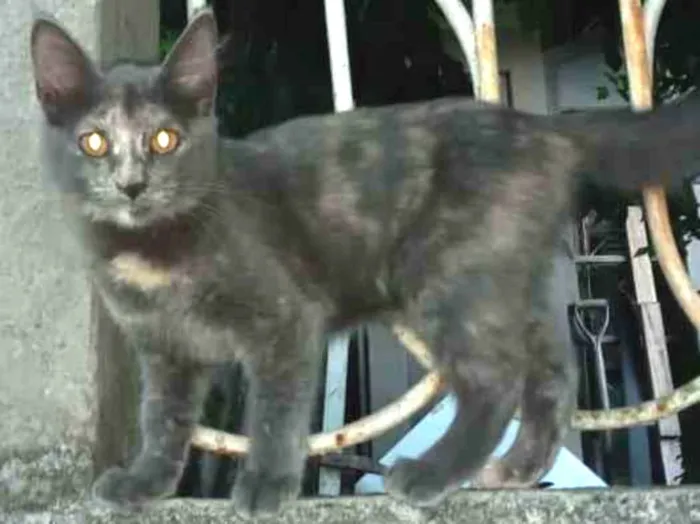 Gato ra a Srd idade 2 a 6 meses nome Bel