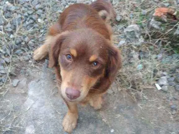 Cachorro ra a Vira lata  idade 1 ano nome Mel 
