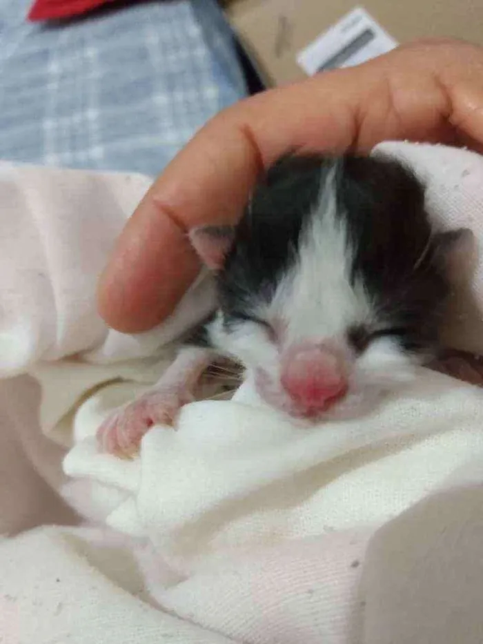 Gato ra a Duas cores preto e branca  idade Abaixo de 2 meses nome Mimi