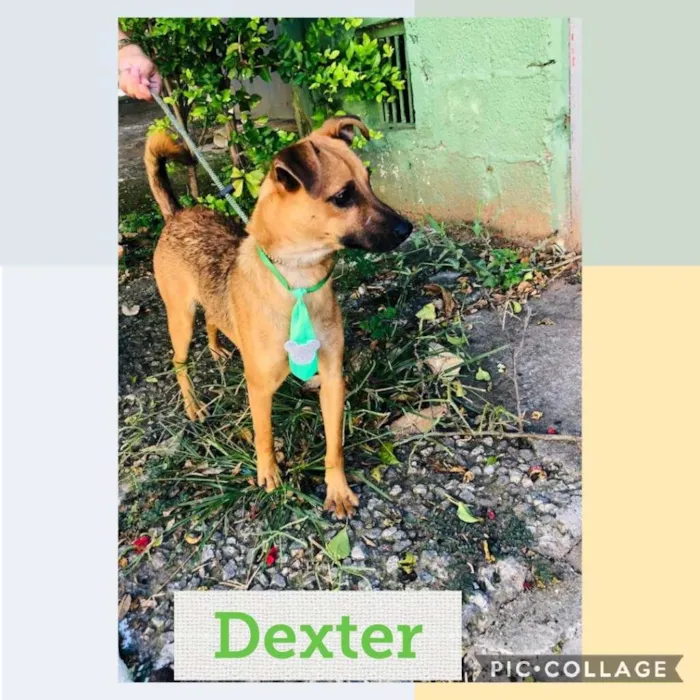 Cachorro raça SRD-ViraLata idade 1 ano nome Dexter