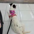Cachorro raça Srd idade 2 anos nome Charlotte