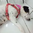 Cachorro raça Srd idade 2 anos nome Charlotte