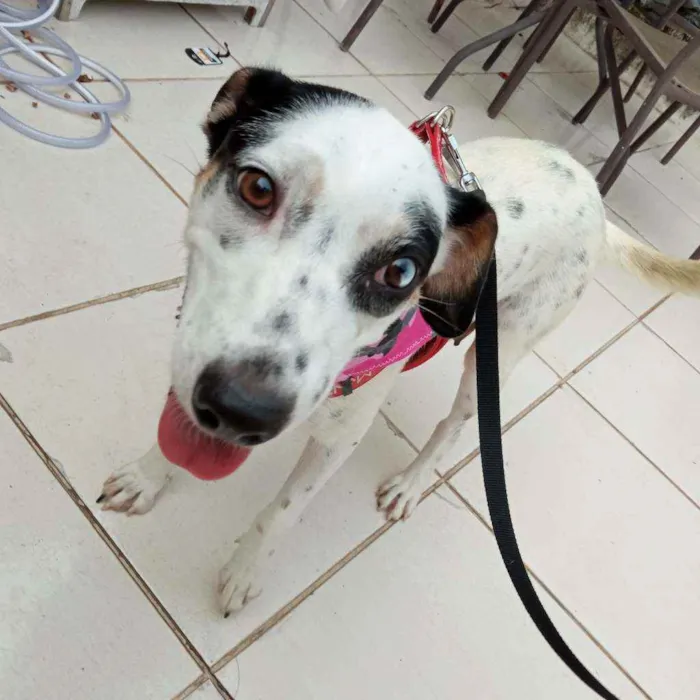 Cachorro raça Srd idade 2 anos nome Charlotte