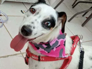 Cachorro raça Srd idade 2 anos nome Charlotte
