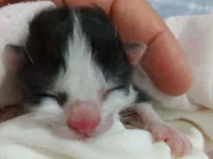 Gato raça Duas cores preto e branca  idade Abaixo de 2 meses nome Mimi
