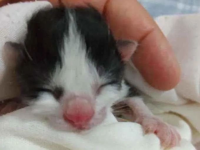 Gato ra a Duas cores preto e branca  idade Abaixo de 2 meses nome Mimi