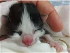 Gato raça Duas cores preto e branca  idade Abaixo de 2 meses nome Mimi