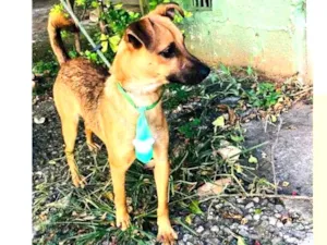 Cachorro raça SRD-ViraLata idade 1 ano nome Dexter