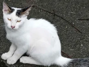 Gato raça Srd idade 2 a 6 meses nome Tom e Jerry