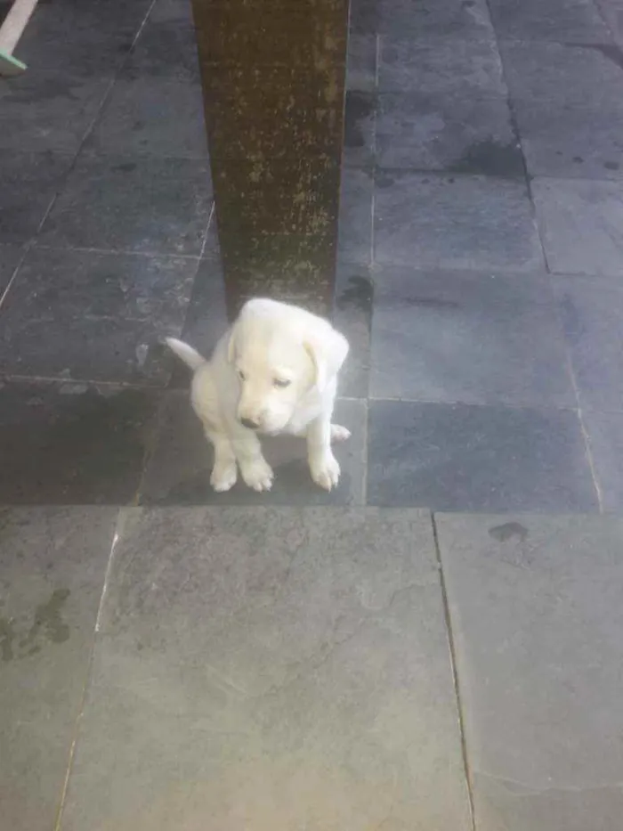 Cachorro ra a Nao tem raça idade Abaixo de 2 meses nome Ainda nao tem.nome