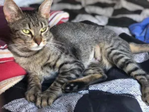 Gato raça SRD idade 4 anos nome Princesa