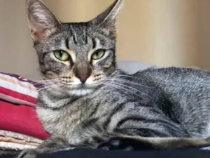 Gato raça SRD idade 4 anos nome Princesa