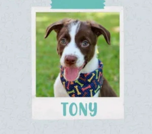 Cachorro raça Vira lata  idade 2 a 6 meses nome Tony 