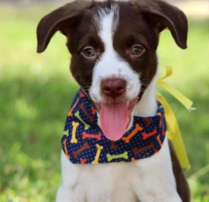 Cachorro raça Vira lata  idade 2 a 6 meses nome Tony 