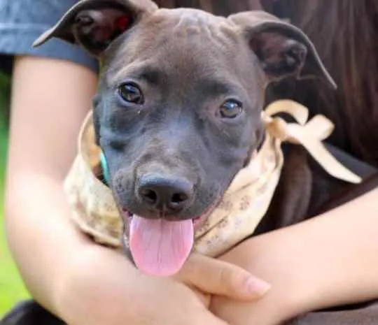 Cachorro raça Vira lata  idade 2 a 6 meses nome João 