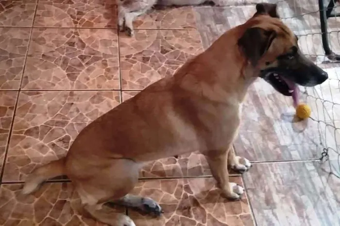 Cachorro ra a SRD idade 6 ou mais anos nome Susan