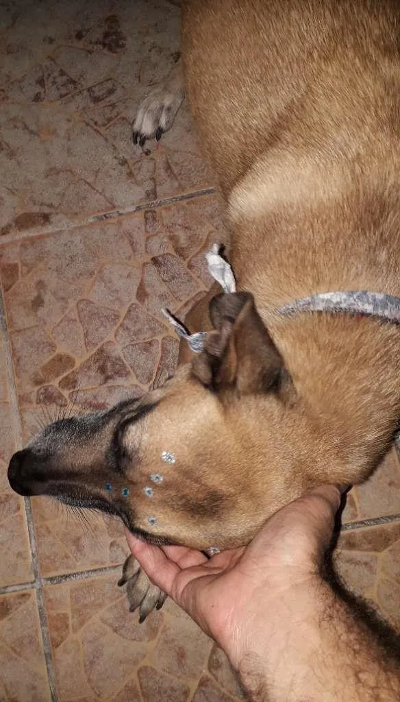 Cachorro ra a SRD idade 6 ou mais anos nome Susan