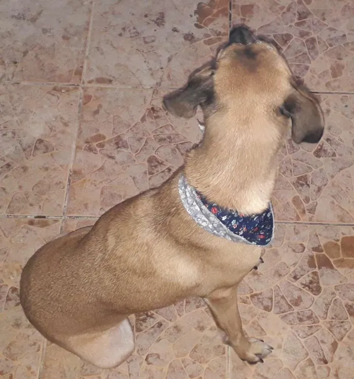 Cachorro ra a SRD idade 6 ou mais anos nome Susan