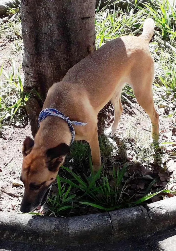 Cachorro ra a SRD idade 6 ou mais anos nome Susan