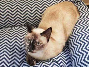 Gato raça SRD idade 2 a 6 meses nome Catarina 