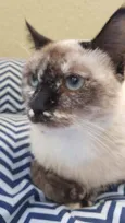 Gato raça SRD idade 2 a 6 meses nome Catarina 
